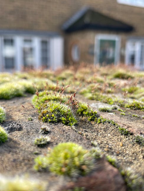 Close-up view of a weathered roof surface with patches of green moss and lichen growing on the wooden shingles. The texture of the moss appears soft and moist, contrasting with the rough, aged appearance of the roof material. In the background, there is a blurred residential house with brick walls, white-framed windows, and dark roofing tiles, illuminated by natural daylight. The image highlights the importance of routine surface cleaning and maintenance to prevent moss buildup, as promoted by Cleaners Hounslow for domestic cleaning services near Hounslow High Street.